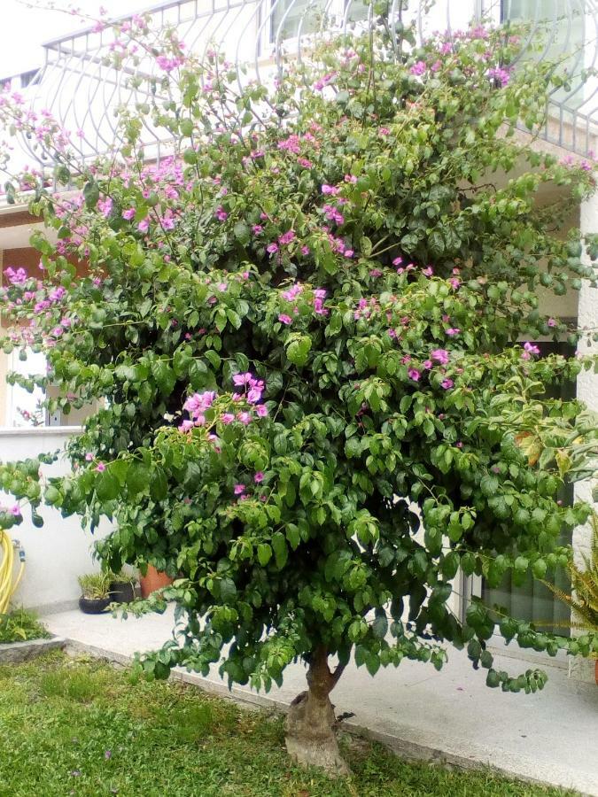 Home Sleep Home Fafe Ngoại thất bức ảnh